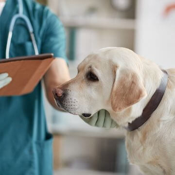 Pet end of life care 